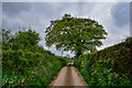 Morchard Bishop : Country Lane