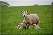 SS7811 : Thelbridge : Grassy Field & Sheep by Lewis Clarke