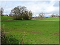 Grazing near Elford Heath