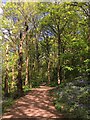 Footpath in Hutcliffe Wood