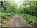 The Green Chain Walk descends from Winns Common