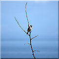 J5683 : Reed Bunting, Orlock by Rossographer