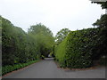 High hedges in Scotland Lane