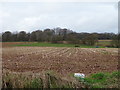 Stubble field, Goldstone