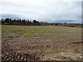 Field and woodland near Ellerton