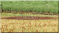 SX8158 : Canada Geese near the Dart by Derek Harper