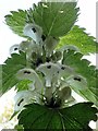 White Dead-nettle (Lamium album), Heddon Common