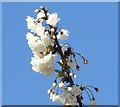 White Japanese cherry blossom