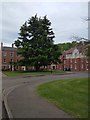 Mature tree and open space, Alice Templer Close, Exeter