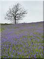 Lone tree and bluebells by the coast path