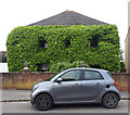 Ivy-covered house, Dores Road