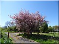 Cherry trees in blossom at Garlaff