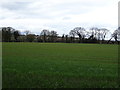 Crop field near High Offley