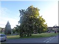 Red Horse Chestnut tree on Parsons Green