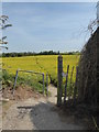 Path through a rapefield, Faversham