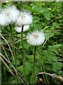 NZ1266 : Seedheads of Coltsfoot (Tussilago farfara), Heddon Common by Andrew Curtis