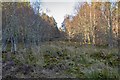 NH6433 : Overgrown Track in Duntelchaig Wood by valenta