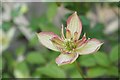 Clematis flower