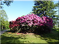 TQ4778 : Rhododendron at Lesnes Abbey by Marathon