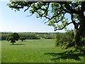 ST4908 : Meadow, on Ashland Hill by Roger Cornfoot