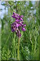 TQ7087 : Orchid by the A176 by Glyn Baker