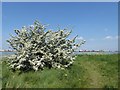 Hawthorn near Cross Ness