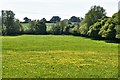 Earl Soham, Boundary Farm: Field half carpeted with buttercups