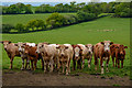 Morchard Bishop : Grassy Field & Cattle