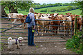 Morchard Bishop : Grassy Field & Cattle