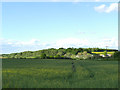 Farmland alongside Parlington Lane