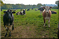 SS7703 : Sandford : Grassy Field & Cattle by Lewis Clarke