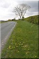 Dandelions in verge of A684 approaching Grazing Nook