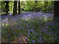 Bluebells in Stoneywell Wood