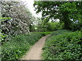 Footpath in spring