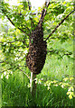 SU1586 : Bees on a young tree, Hreod Burna Urban Forest, Pinehurst by Vieve Forward