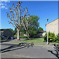 Lichfield Road: pollarded trees and others