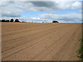 Newly-ploughed field