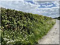 Hedgerow and wild flowers