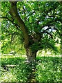 SU1782 : Oak tree, Coate Remembrance Wood, Coate Water, Swindon by Brian Robert Marshall