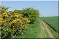 Bridleway near Balsdean Farm