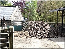 NY9549 : Large stock of fodder root crop at Newbiggin Farm by Oliver Dixon