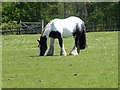 NY9549 : Draft horse at Newbiggin Farm by Oliver Dixon
