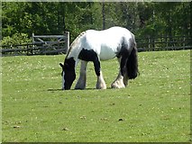 NY9549 : Draft horse at Newbiggin Farm by Oliver Dixon