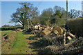 Cut-up trees by footpath from Lindfield