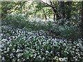 Ramsons in Bramley Fall Woods