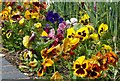 A plethora of pansies