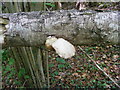 Bracket fungus on fallen Birch tree in The Warren nature reserve