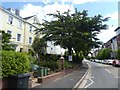 Tree outside small hotel, New North Road, Exeter