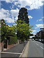 Trees in front of the older houses, New North Road, Exeter