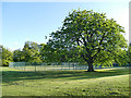 Tree and tennis courts, Leeds Beckett University